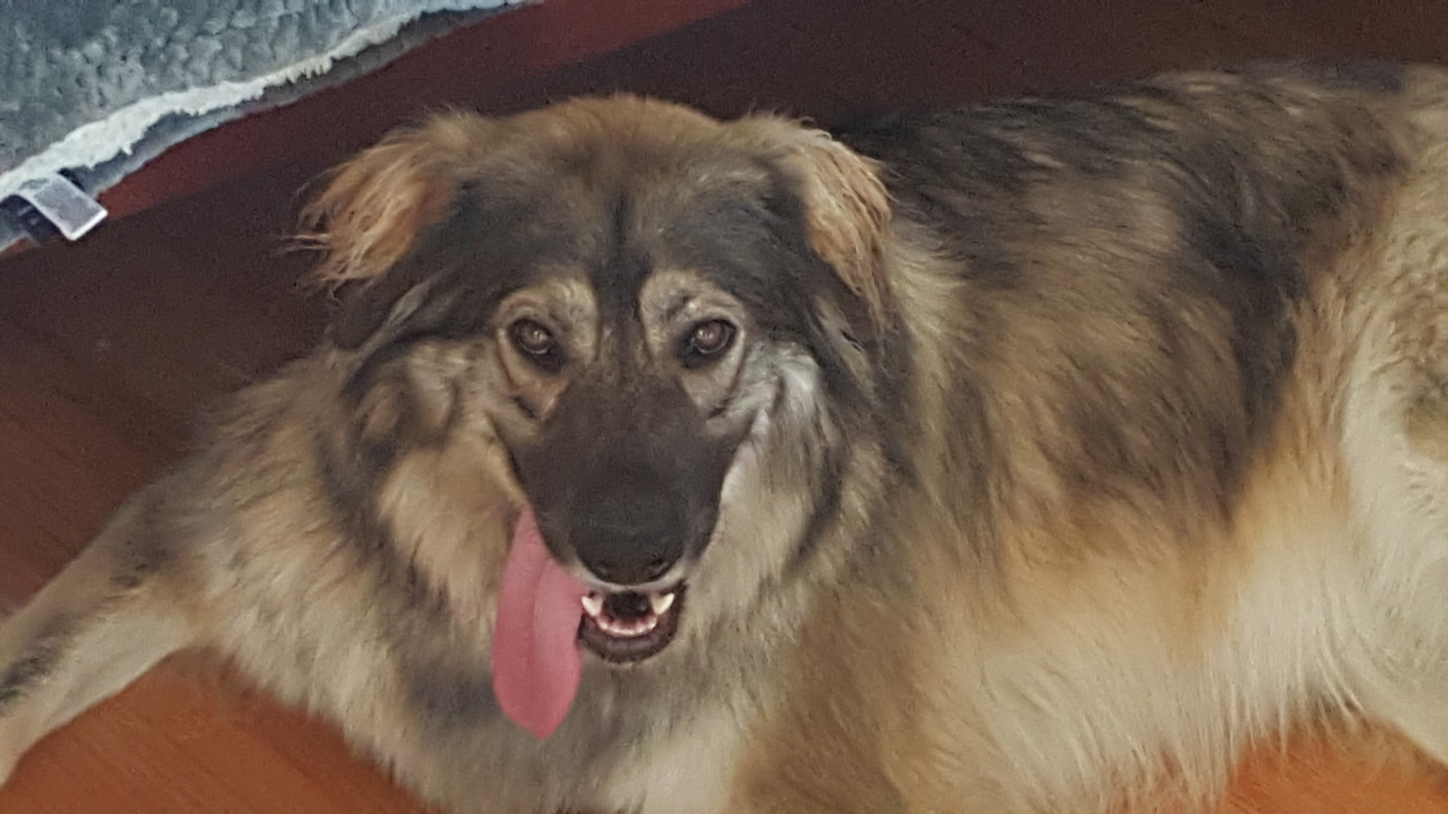 Luna, after the dog park, full beast mode